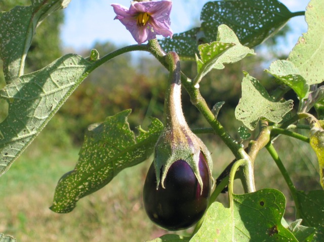 PLANTS BIO - PRODUCTION LOCALE